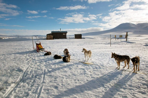 Huskys an der Stake out Leine in den winterlichen Weiten Finnlands