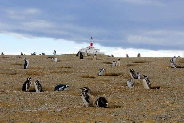 Entdecken Sie die Magellan-Pinguinkolonie auf der Isla Magdalena in Chile