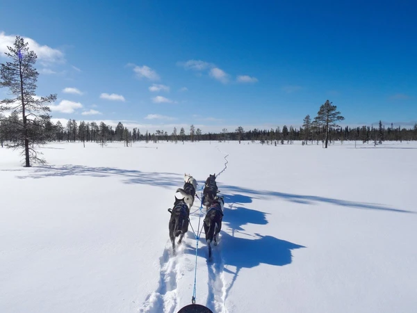 Schlittentour mit Huskys in der schneebedeckten Landschaft Finnlands