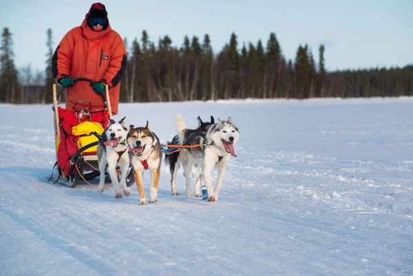 Erleben Sie Hundeschlittenfahrten über zugefrorene Seen in Finnland