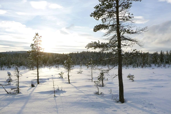 Im März gibt es viel Tageslicht in den schneebedeckten Landschaften Schwedens.