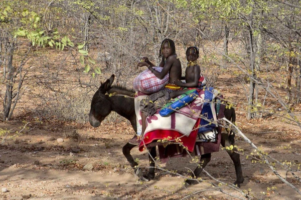 Transport per Esel in der trockenen Landschaft Angolas