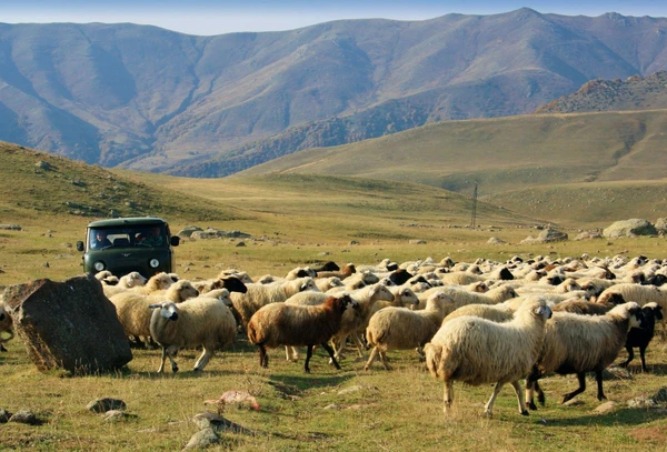 Schafherde im armenischen Hochland: Trekking in der Natur Asiens erleben