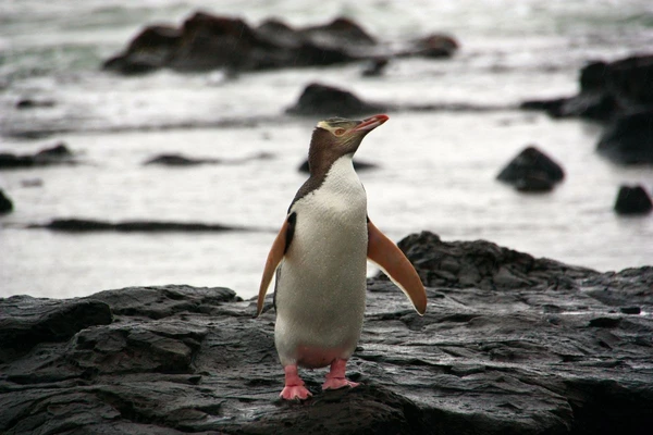 Gelbaugenpinguin