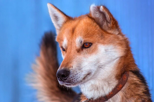 Porträt des Huskys namens Ulvang