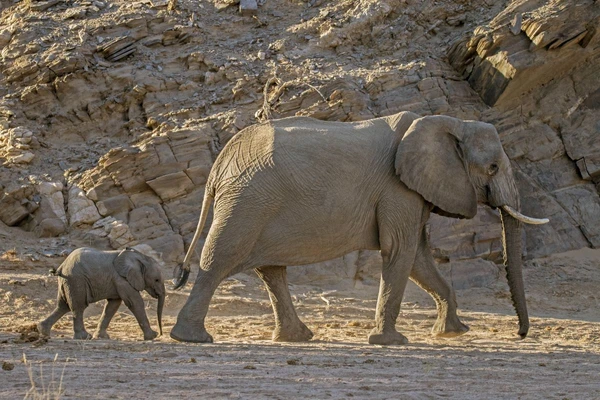 Wüstenelefanten in der Natur Namibias entdecken