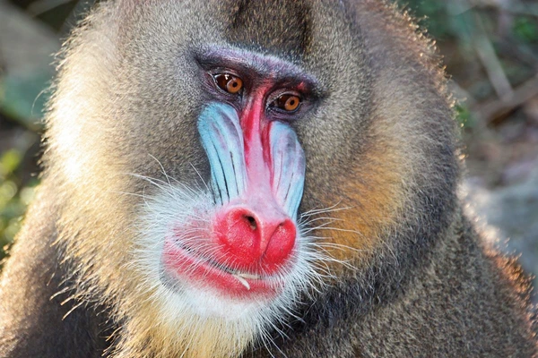 Mandrills im Regenwald von Gabun: Faszinierende Tierbeobachtungen