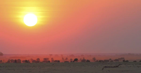 Sonnenuntergang über dem Chobe-Fluss in Botswana mit Büffeln in der Natur