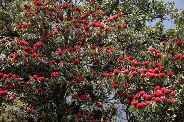 Leuchtende Rhododendren in der Natur Nepals am Fuß des Kanchenjunga