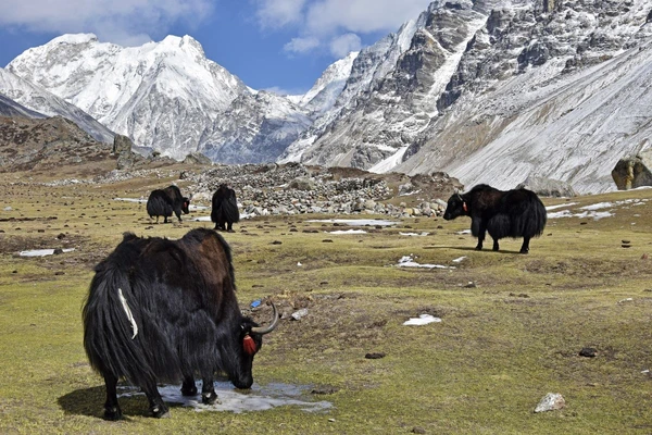 Yaks in der Natur von Nepal am Fuß des Kanchenjunga