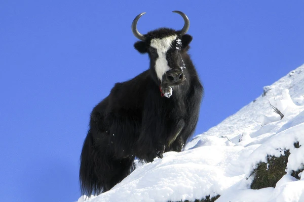 Yak in der Nähe von Samdo, Nepal: Ein Blick auf die Tierwelt im Himalaya