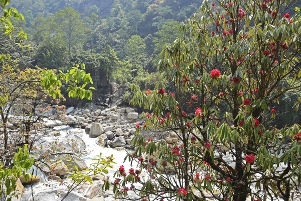 Rhododendron am Fluss in Nepal – Entdecken Sie die Natur des Kanchenjunga