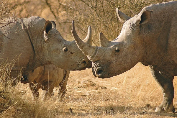 Nashörner im Etosha-Nationalpark: Ein faszinierendes Safari-Erlebnis in Namibia