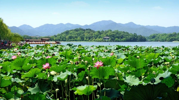 Entspannung am Westsee in Hangzhou, China – Eine Landschaft mit Lotusblüten und Bergen
