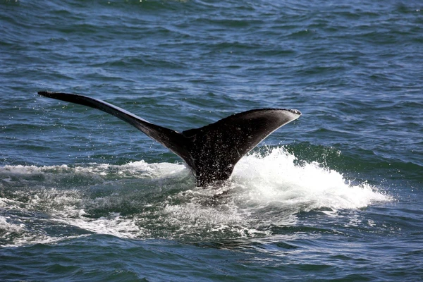 Walbeobachtung in der Arktis: Einblicke in die Tierwelt Russlands auf der Wrangelinsel