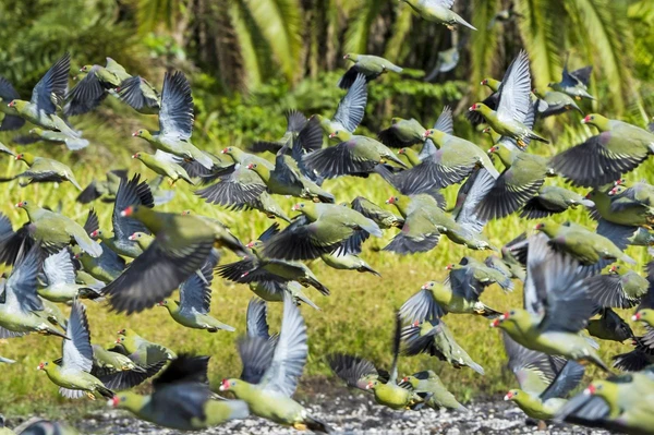 Vogelschwarm im kongolesischen Regenwald – Ein faszinierendes Naturschauspiel