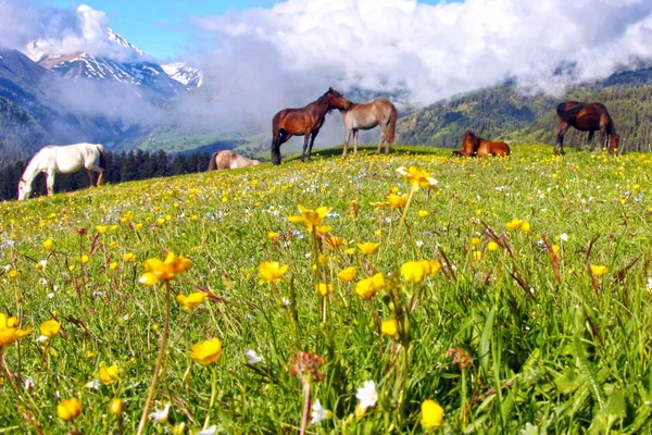 Pferdetrekking in Tuschetien