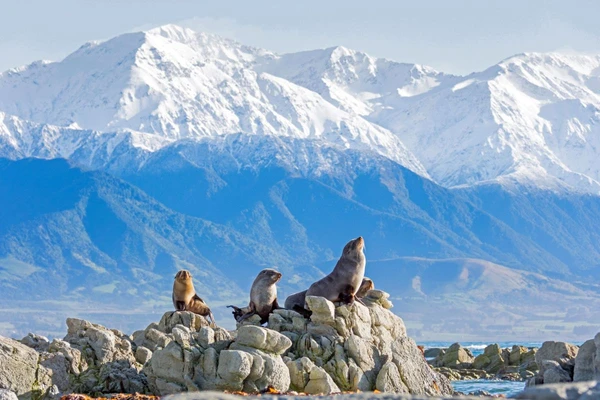 Pelzrobben und schneebedeckte Berge an der Küste von Kaikoura, Neuseeland