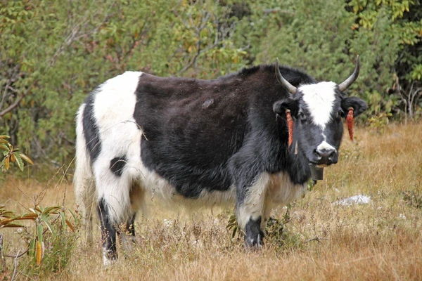 Yak auf dem Weg nach Gyabla in der Natur des Kanchenjunga, Nepal