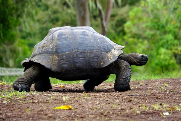 Riesenschildkröte auf den Galapagosinseln in Ecuador beobachten