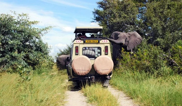 Safarifahrzeug mit Elefanten in der wunderschönen Natur Namibias
