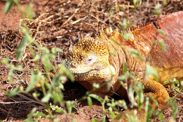 Landleguan beim Sonnen auf den Galapagos-Inseln in Ecuador