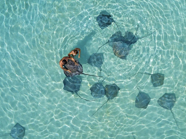 Intercontinental Moorea: Schwimmen mit Stachelrochen im klaren Wasser von Französisch-Polynesien