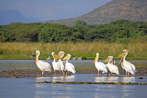 Pelikane am Chamo-See in Äthiopien: Naturbeobachtungen im Nationalpark