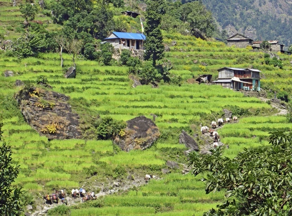 Wanderung durch die Reisfelder von Manaslu in Nepal