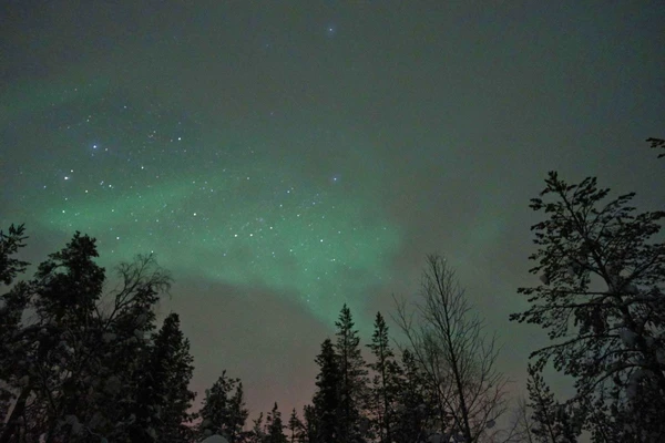 Erleben Sie das mystische Nordlicht über Finnlands nächtlichen Wäldern