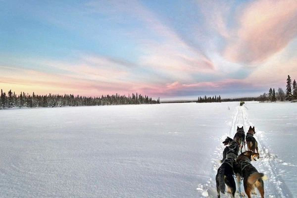 Husky-Tour durch das verschneite Finnland – Ein Abenteuer in der Natur