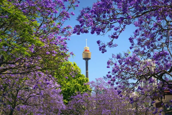 Jacaranda-Blüte in Sydney mit Blick auf den Sydney Tower Eye in Australien
