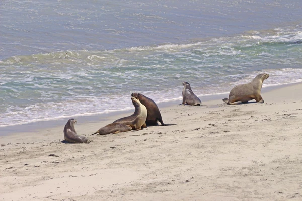 Kangaroo Island – Seelöwen entspannen am Strand in Australien