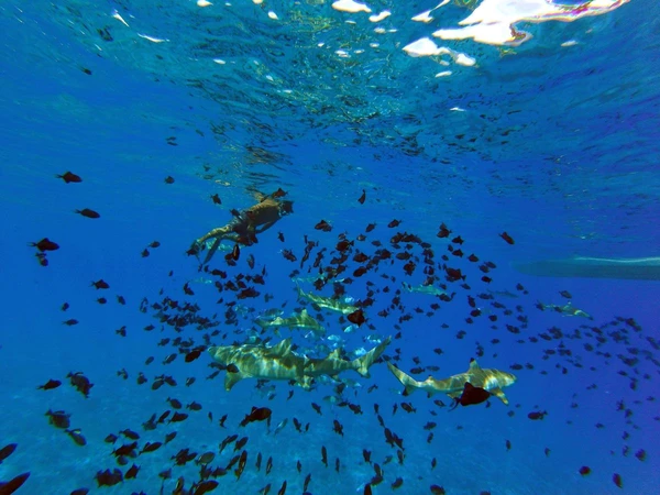 Unterwasserbegegnungen in Bora Bora: Tauchen mit Fischen in Französisch-Polynesien