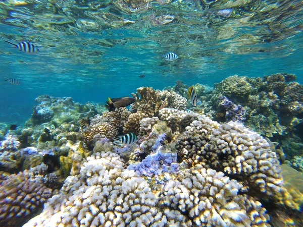 Korallengarten in der Lagune von Bora Bora in Französisch-Polynesien