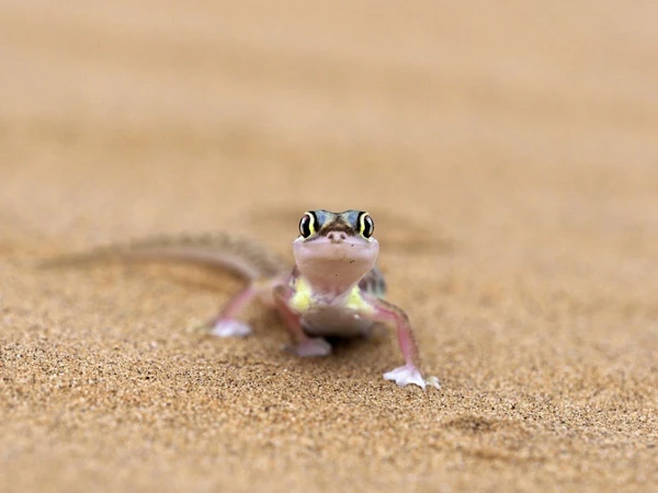Putziger Gecko in der Wüste Namibias – Entdecken Sie die Lebendige Wüste Tour