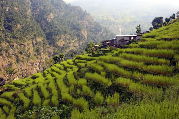 Saftig grüne Terrassenfelder in Machha Khola, Nepal für abenteuerliche Trekkingtouren