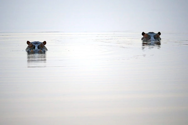 Hippos im Nkasa Rupara NP