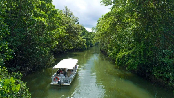 Bootstour auf dem Daintree River in Australien durch die Natur