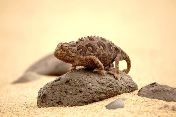 Erleben Sie die Little Five Tour in Namibia – Selbstfahrer auf Abenteuerreise