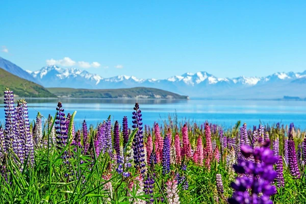 Lupinenblüte am Lake Tekapo in Neuseeland – Ein beeindruckendes Naturerlebnis