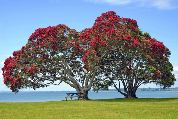 Zwei große Pohutukawa-Bäume an der Küste Neuseelands im Ozeanien.