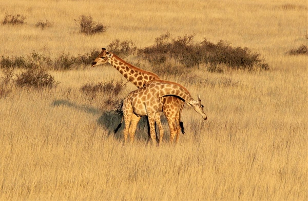 die roten Dünen der Kalahari