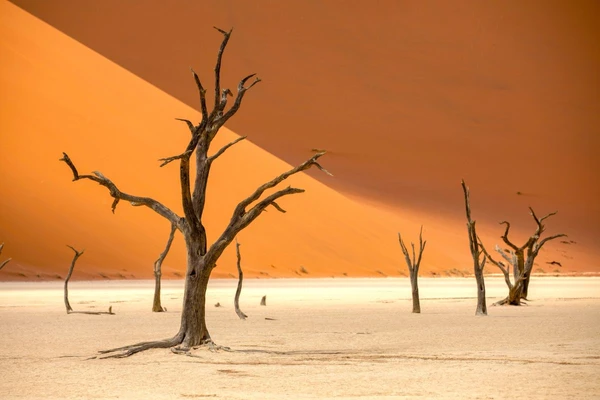 Impressionen im Deadvlei auf Ihrer Namibia Reise