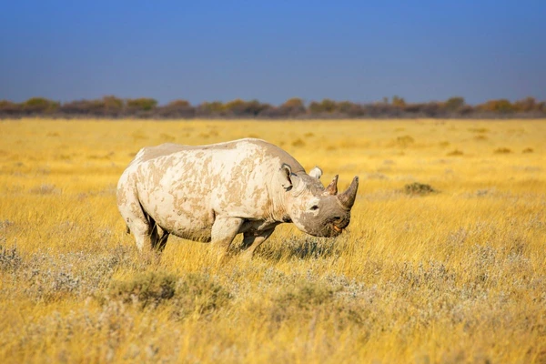 Nashorn im Etosha Nationalpark in Namibia: Natur hautnah erleben