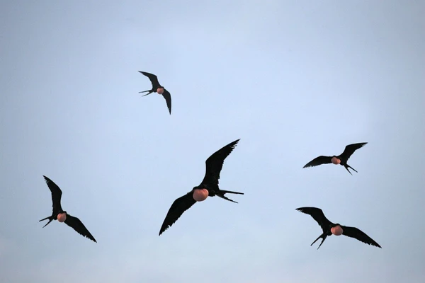 Fliegende Fregattvögel in Ecuador: Majestätische Erscheinungen am Himmel