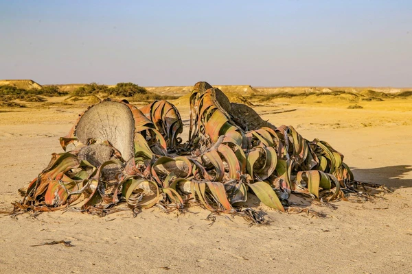 Entdecken Sie die einzigartige Welwitschia mirabilis in der Namibe-Wüste Angolas