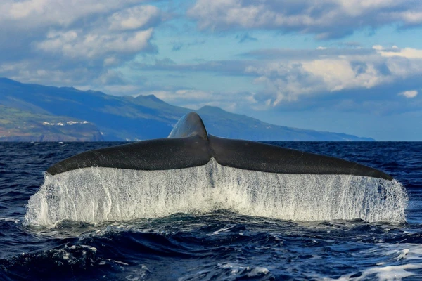 Fluke eines Blauwals in den Azoren, Portugal – Naturerlebnis auf Safari