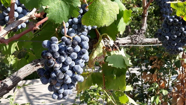 Genießen Sie die frischen Weintrauben in der authentischen Natur Georgiens
