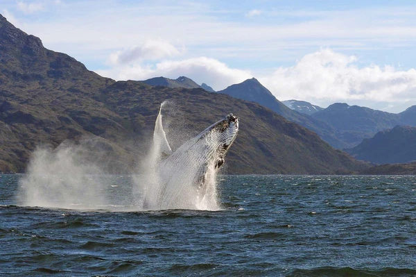 Walbeobachtungstour mit 'Whalesound' in Chile: Ein unvergessliches Naturerlebnis